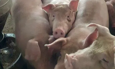 Giá heo hơi hôm nay 26/3: Thị trường lặng sóng, cao nhất 69.000 đồng/kg